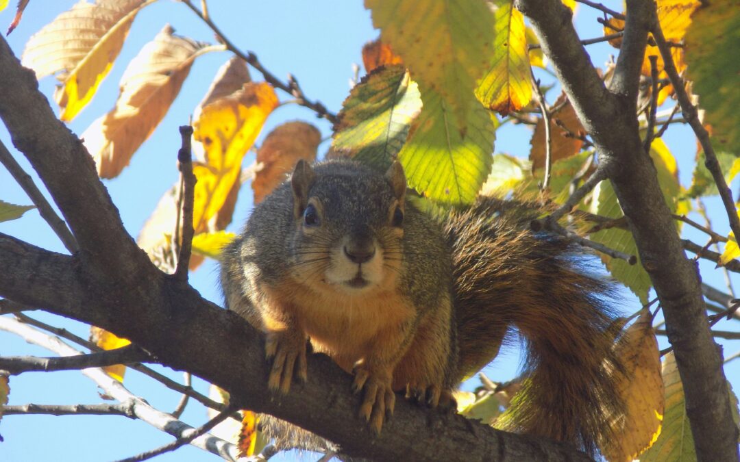 Are Flying Squirrels Endangered?