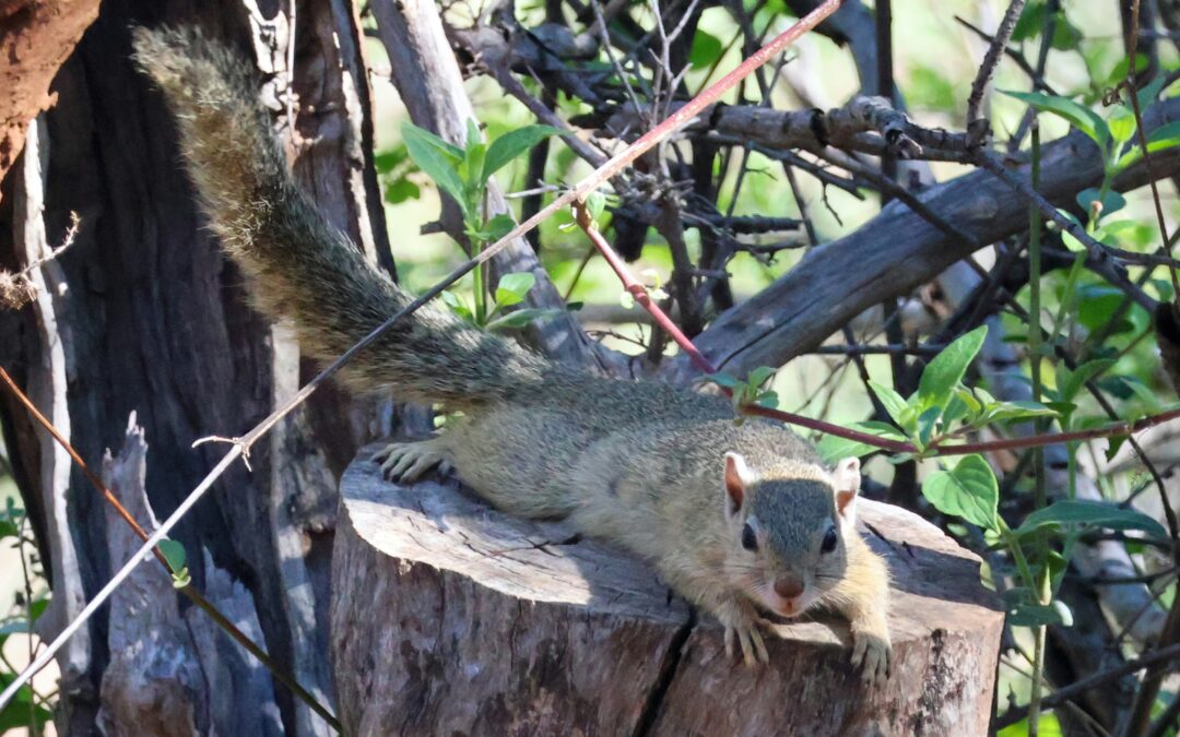 Do Coffee Grounds Keep Squirrels Away?