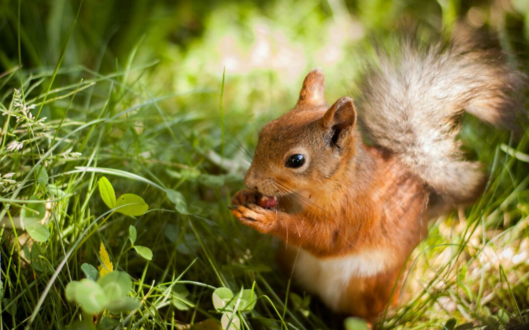 How Long Do Squirrels Live?