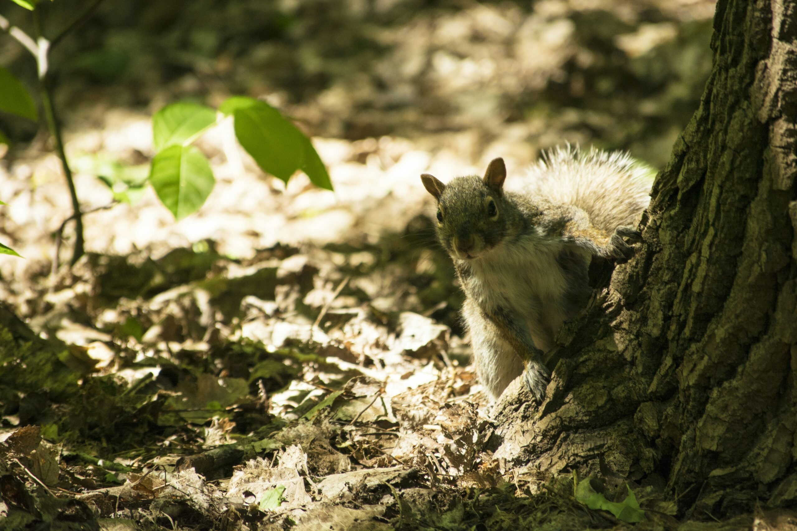 How to bury a dead squirrel