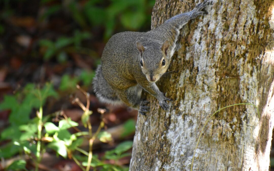 Why Squirrels Carry Multiple Nuts: A Simple Action That Sparks Curiosity