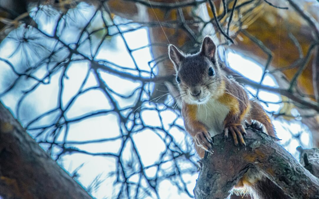 What Do Squirrel Droppings Look Like?