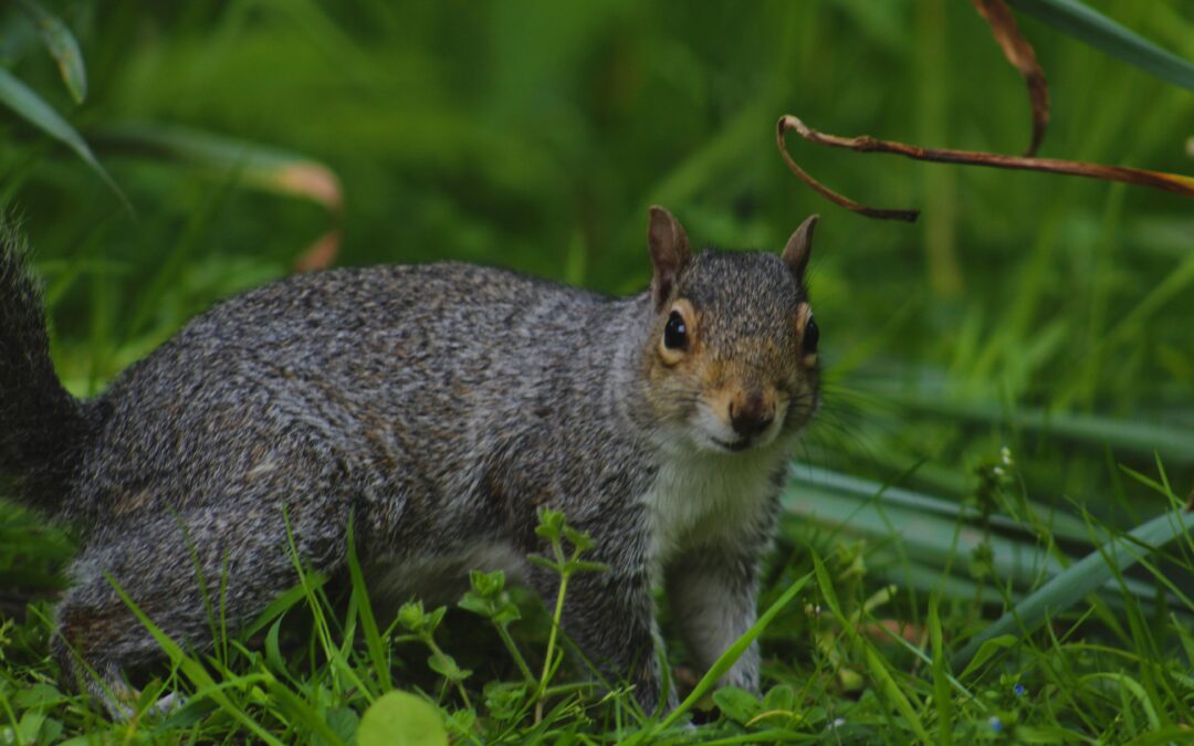 Squirrels’ Vision vs. Other Senses