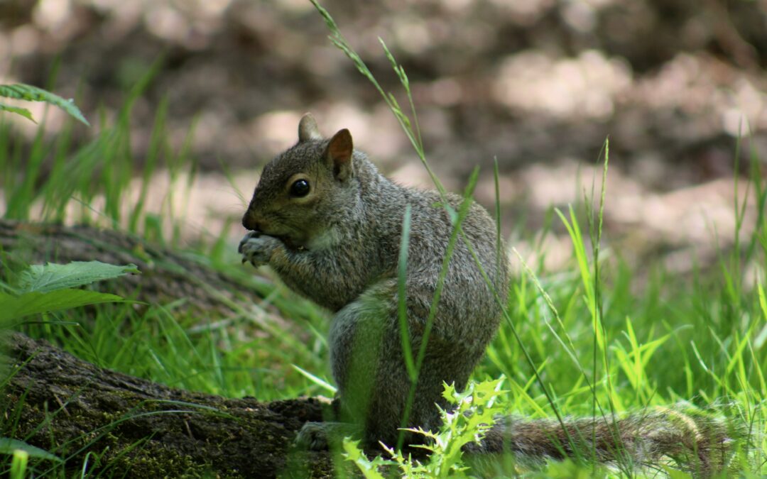 Do Squirrels Like to Play?