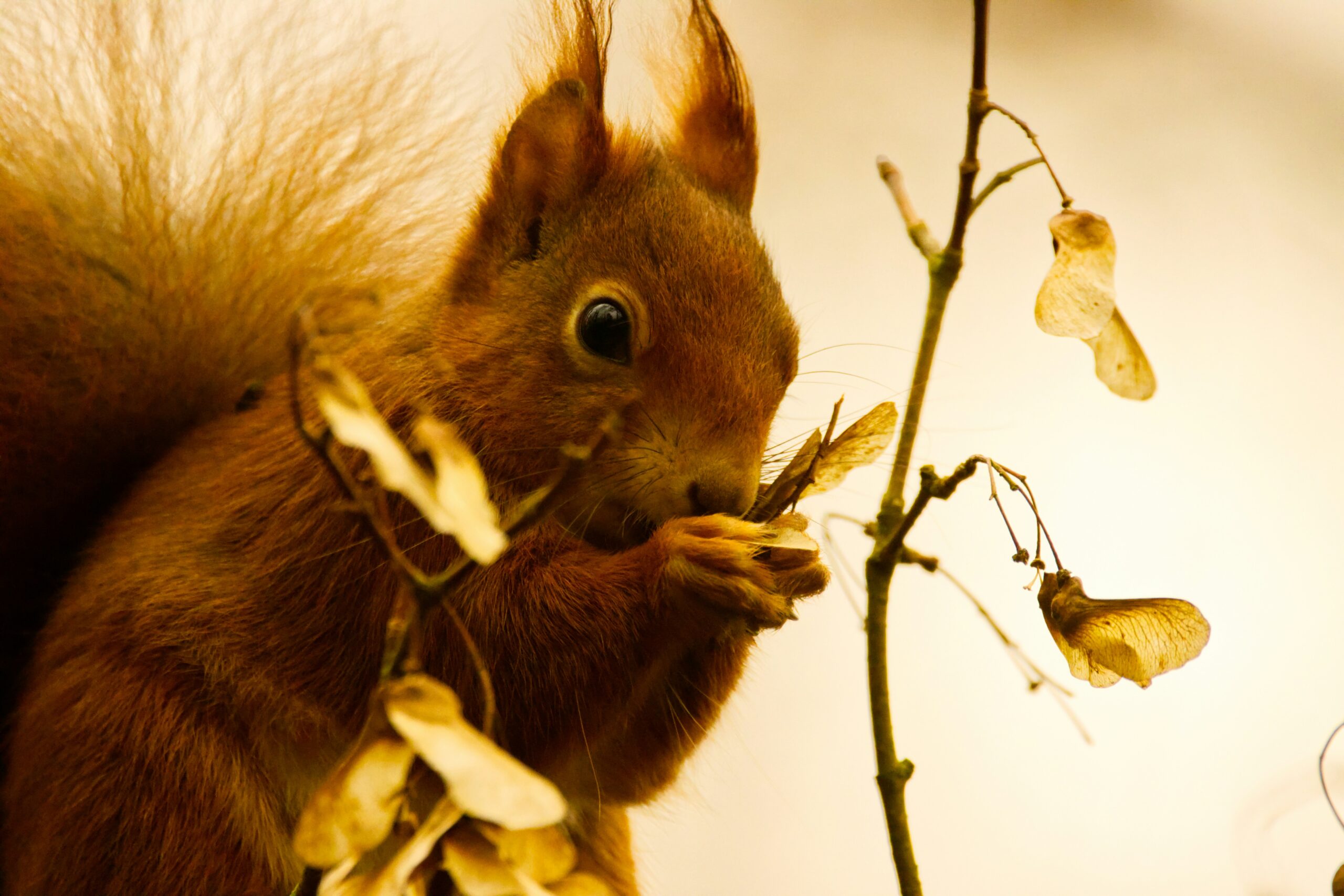 How to Protect Peach Trees from Squirrels