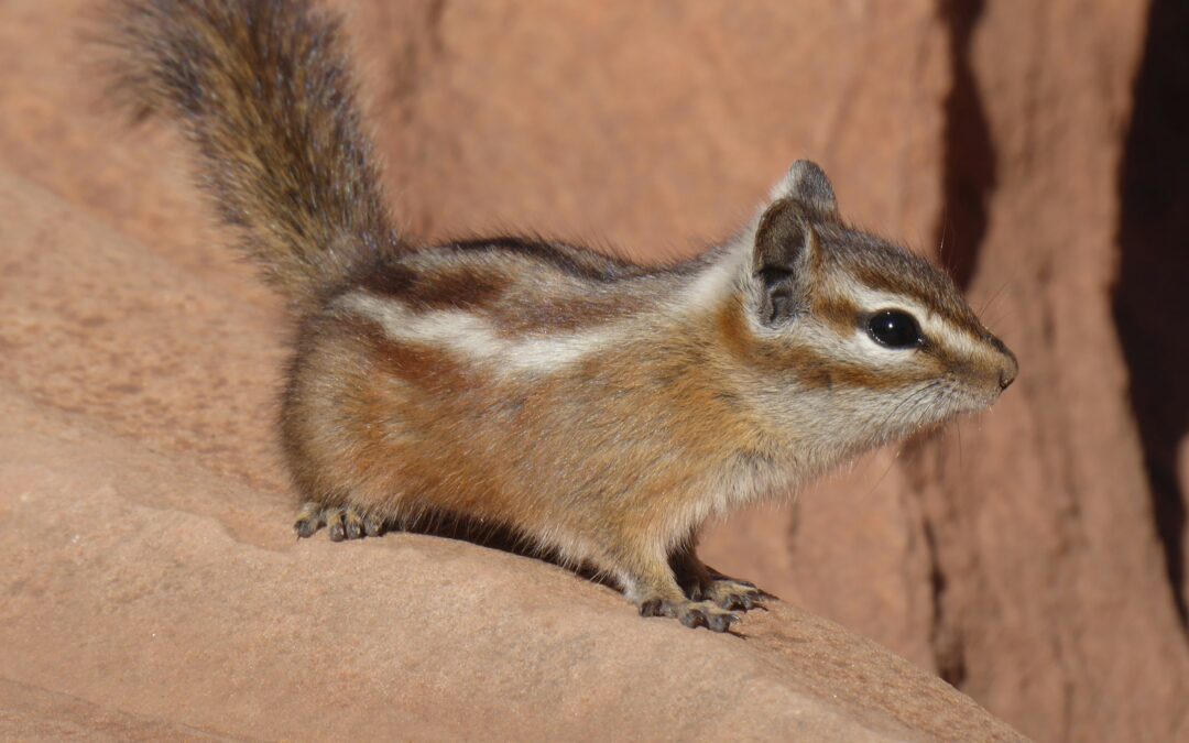 How Many Babies Do Squirrels Have?