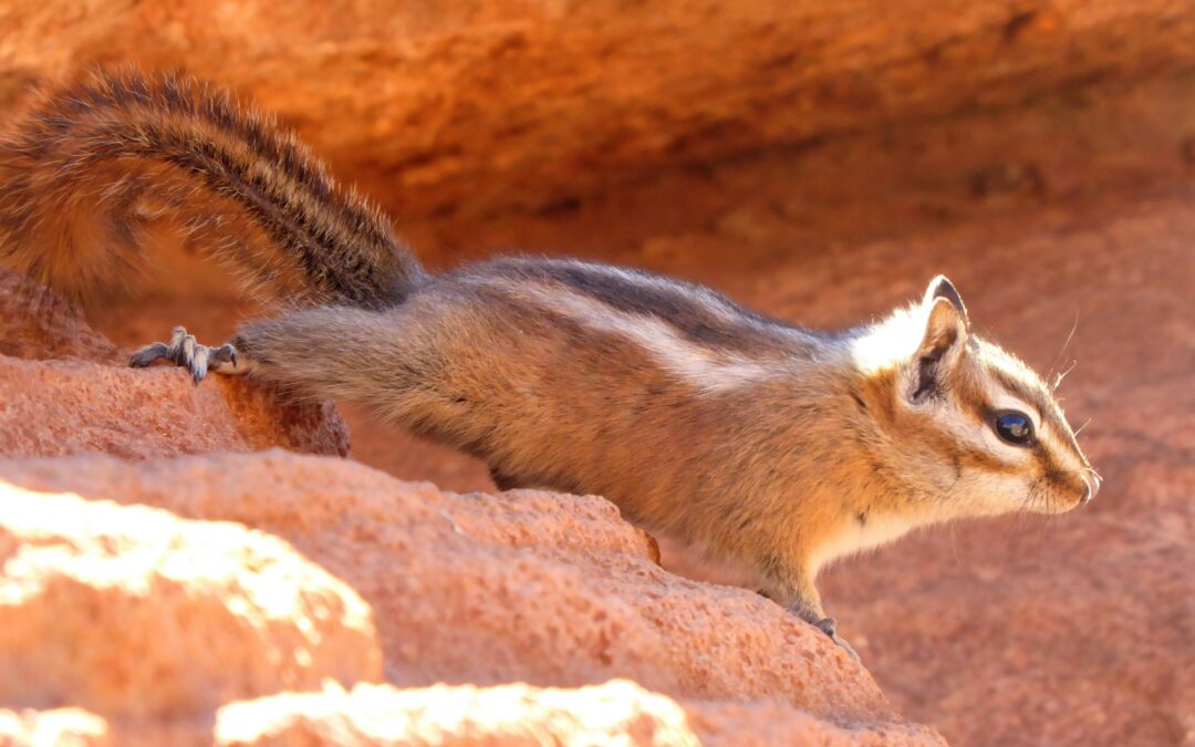 What Tanning a Squirrel Hide Serves