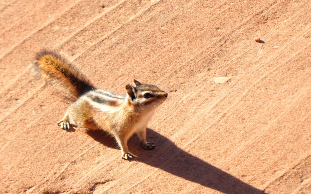 Squirrel Droppings vs. Mouse Droppings: How to Tell the Difference and Why It Matters