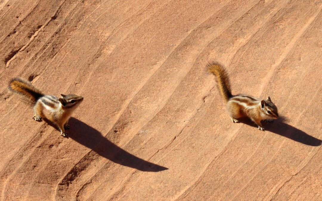 Do Squirrels Eat Lizards