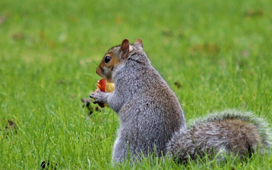 Are squirrels dangerous for dogs?