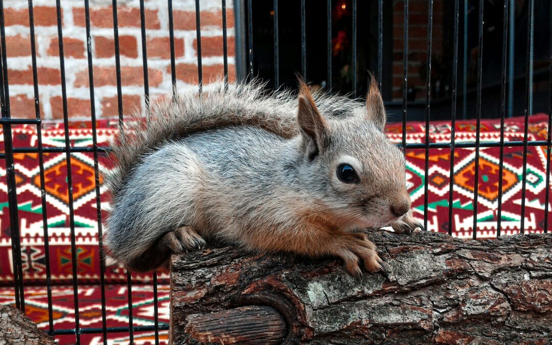 Can Squirrels Eat Bananas?