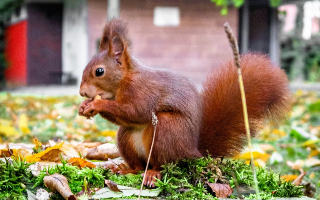 Grey Squirrel vs Red Squirrel
