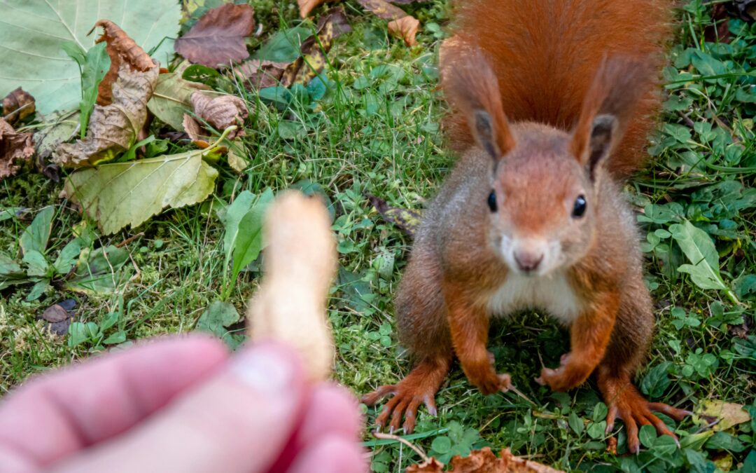 Squirrels in Urban Areas vs. Squirrels in the Wild: The Two Worlds of Squirrels