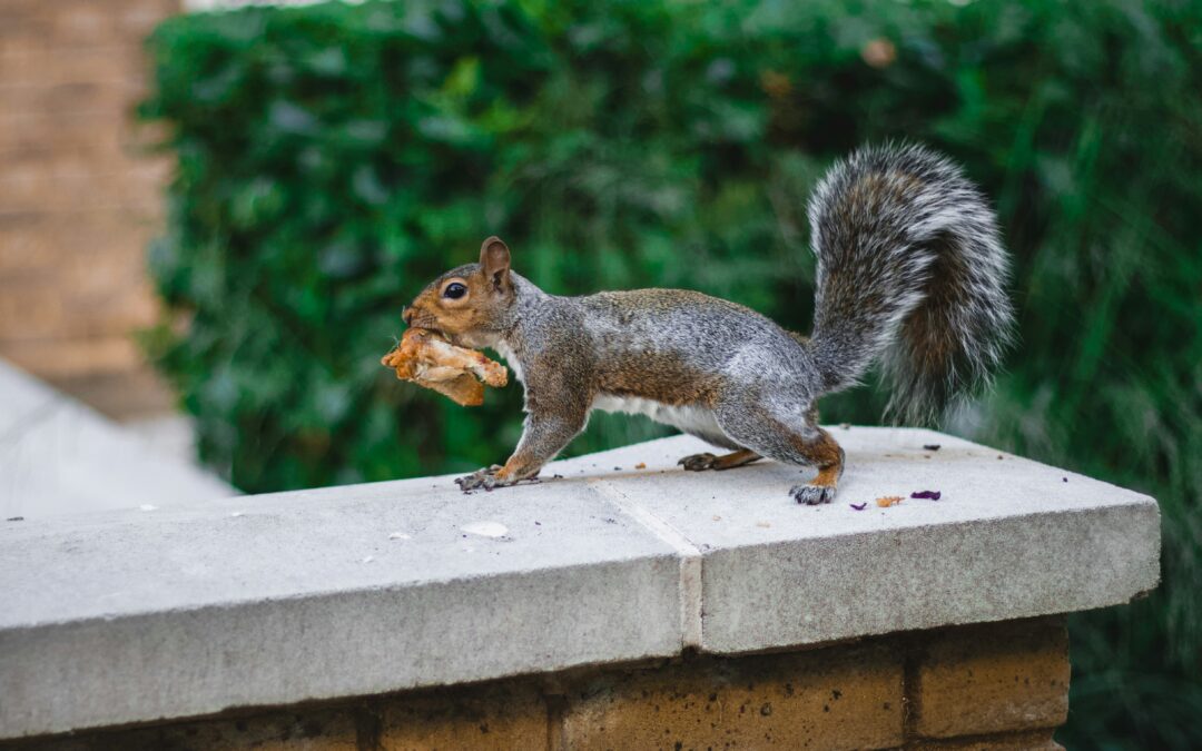 How Do Squirrels Find Their Nuts?