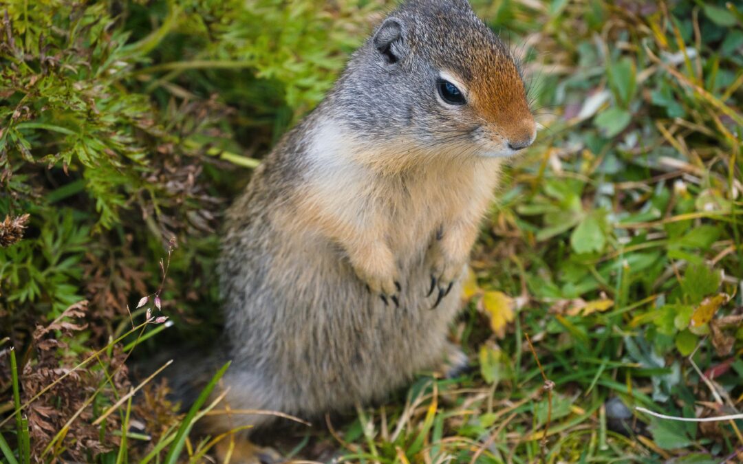 Top Plants That Repel Squirrels