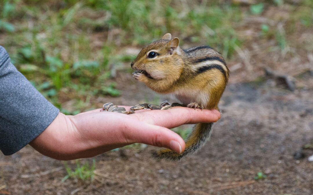 How Do You Get a Squirrel to Like You?