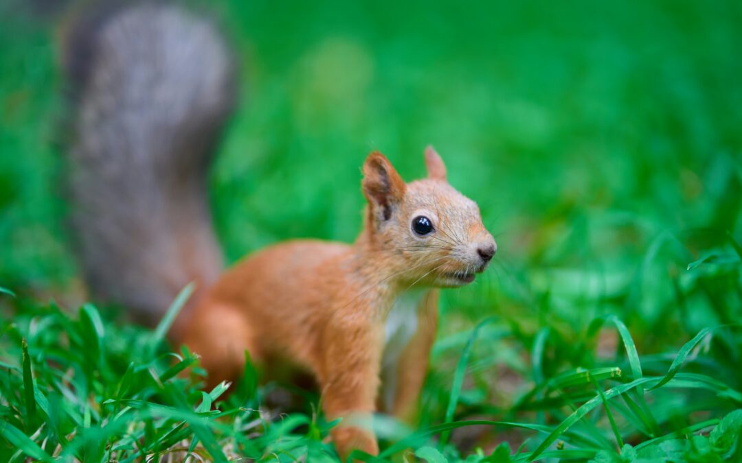 Do Squirrels Remember You?