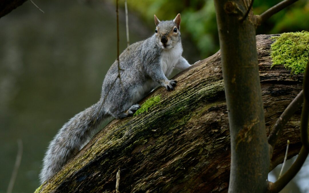 Is Chocolate Bad for Squirrels? Understand the Risks and Realities