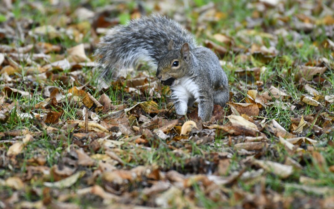 When Is Squirrel Season in Arkansas?