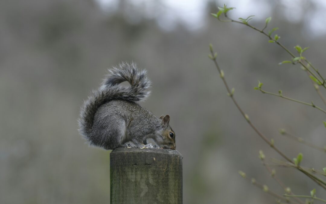 Does Australia Have Squirrels?