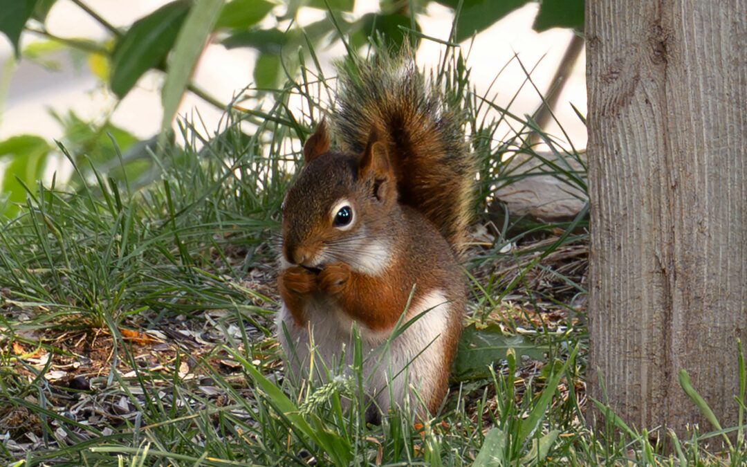 How Do Squirrels Breed?