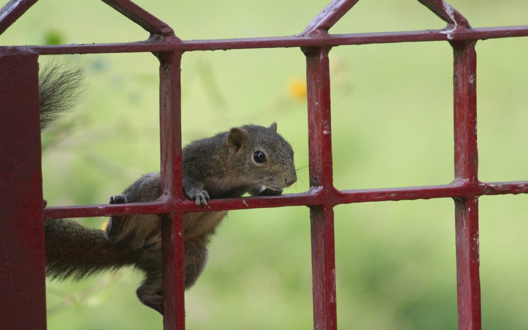 Do Squirrels Have Opposable Thumbs?
