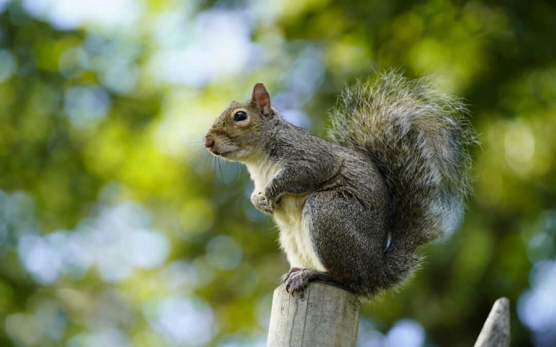 Squirrels Sleep: Summer vs. Winter Sleeping