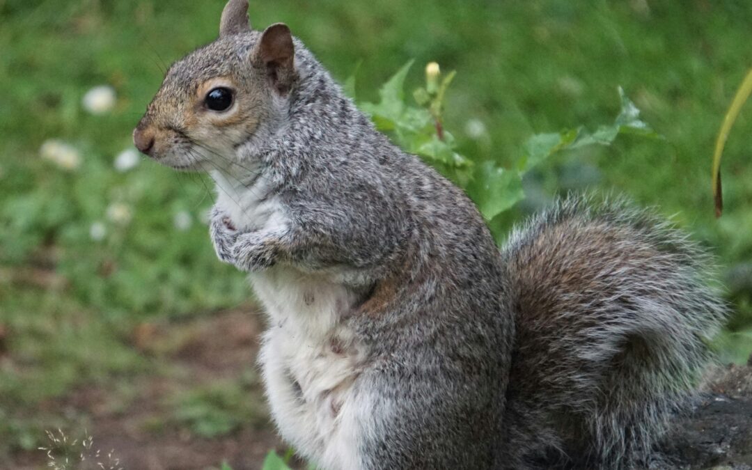 How Do You Tan a Squirrel Hide?