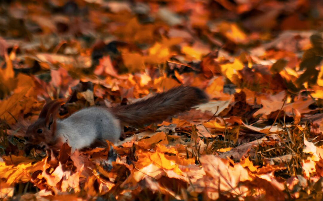 How to Make a Woman Squirrel: