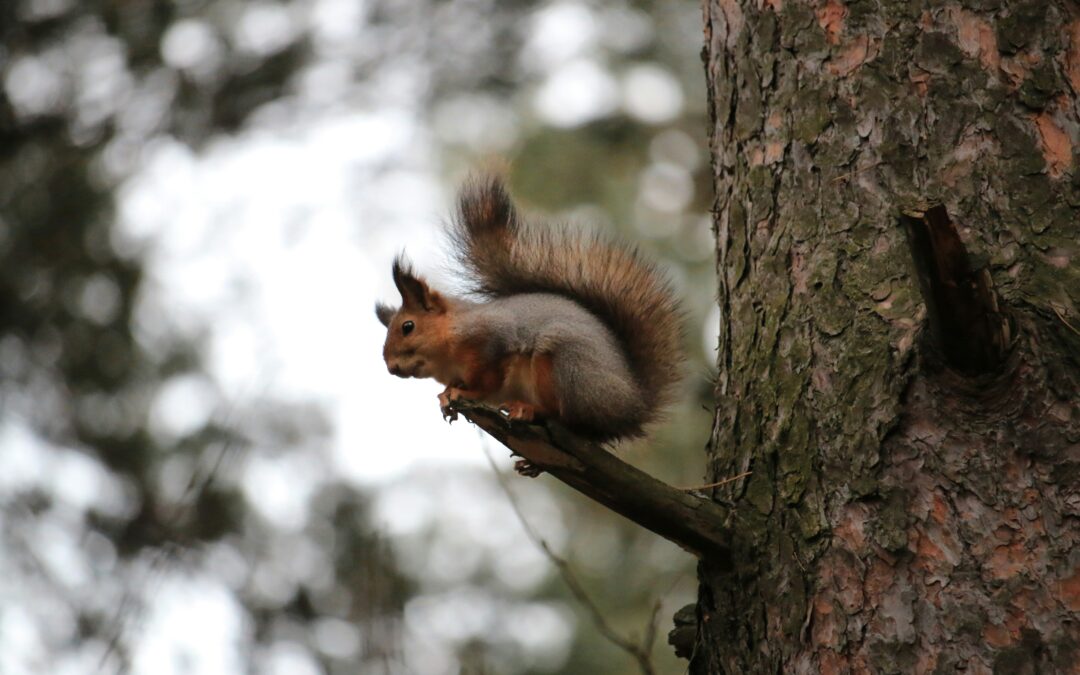 How to trap a squirrel (humane, legal, and effective)