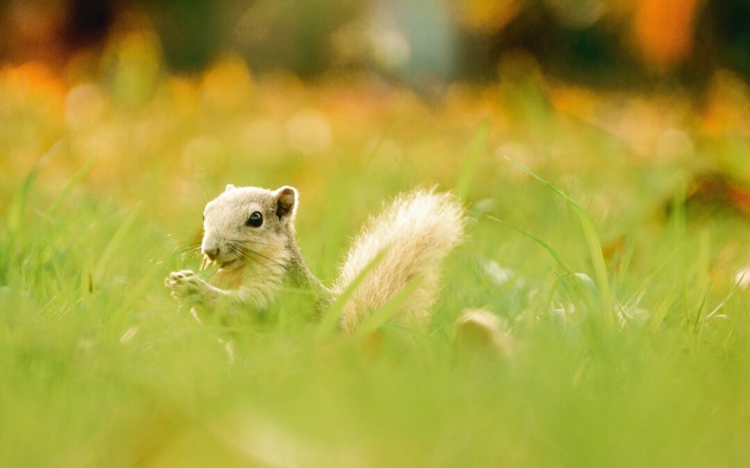What Happens If a Squirrel Bites You?