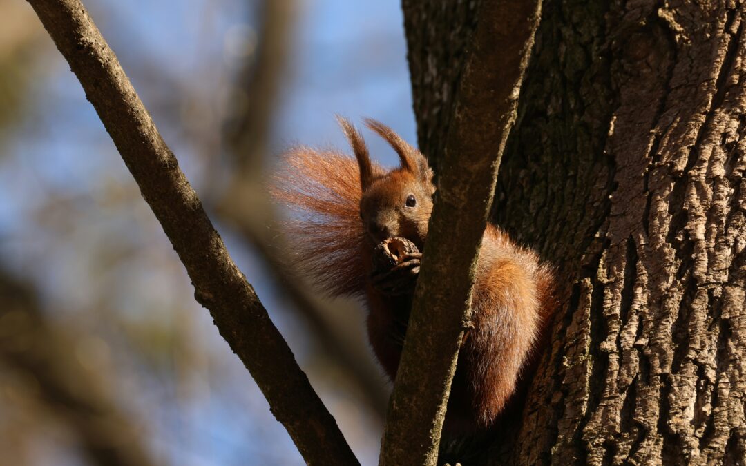 Can Squirrels See Color?