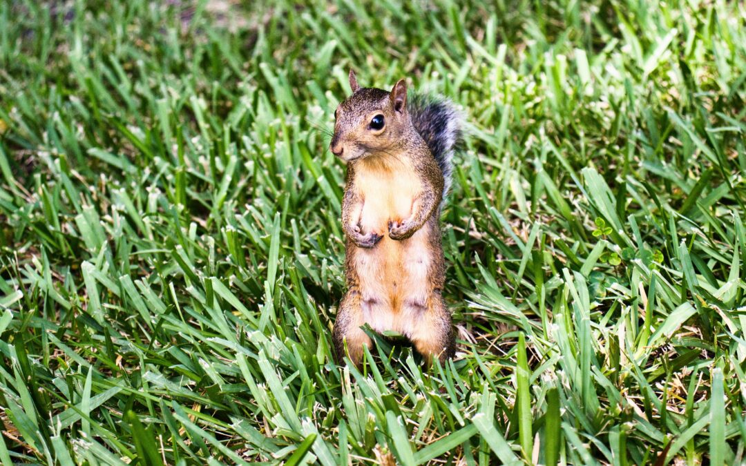 Does an A24 Rodent Killer Work on Squirrels?