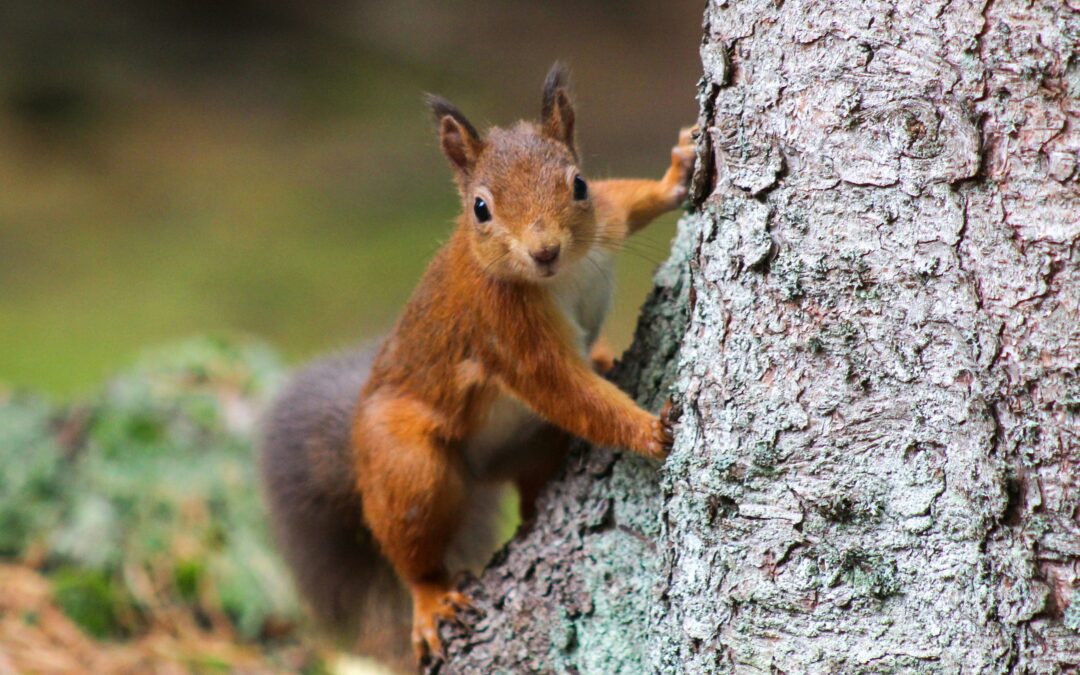 How to Get Rid of Red Squirrels?