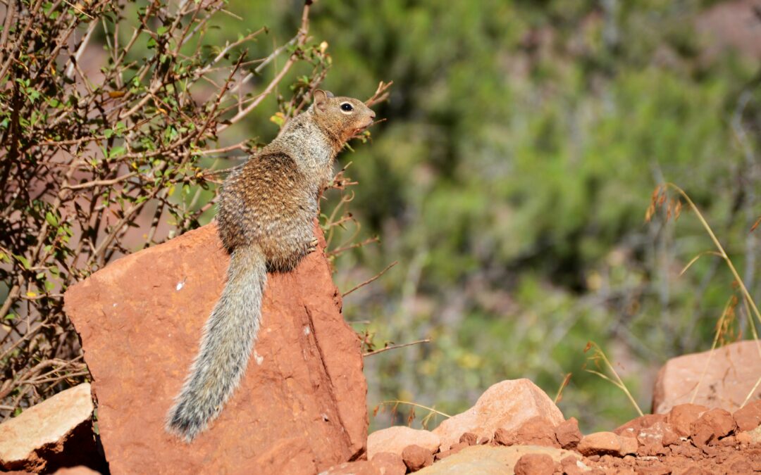 Does Squirrel Taste Good?