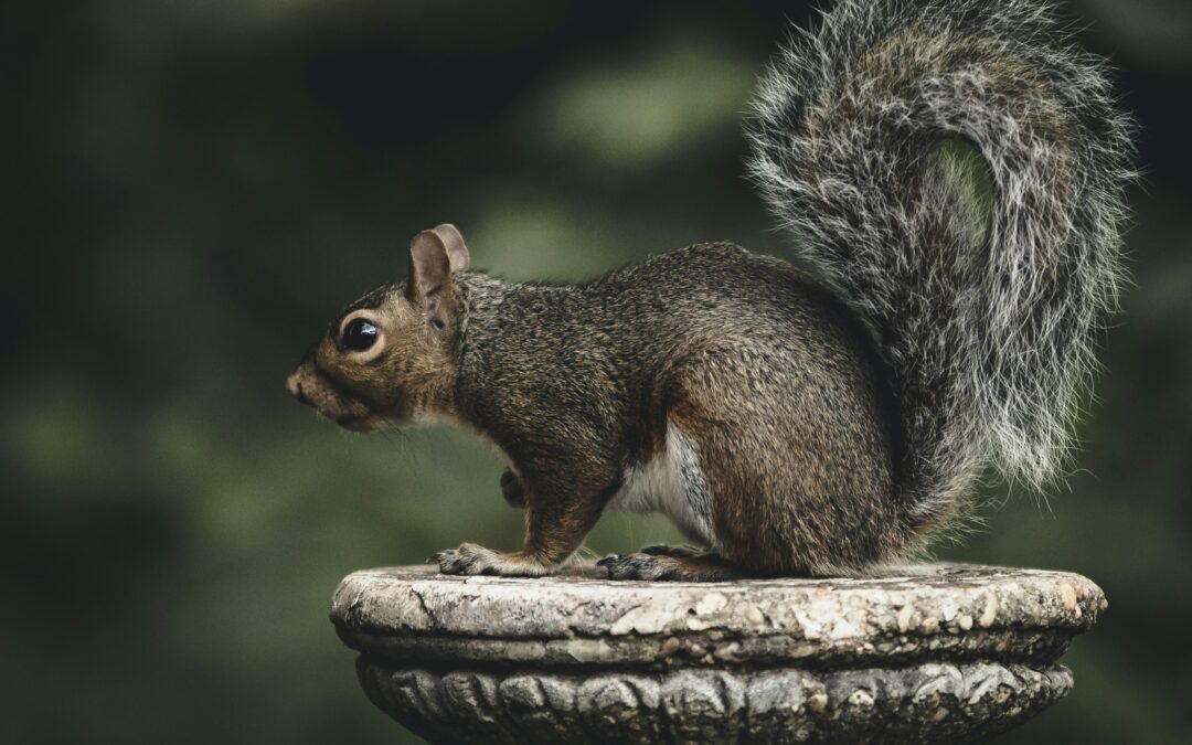 Do Squirrels Know When Another Squirrel Dies?