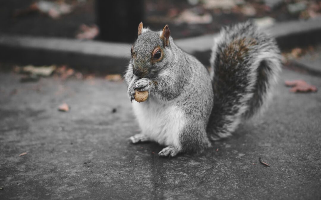 Do Squirrels Chew Wires? Everything You Need to Know