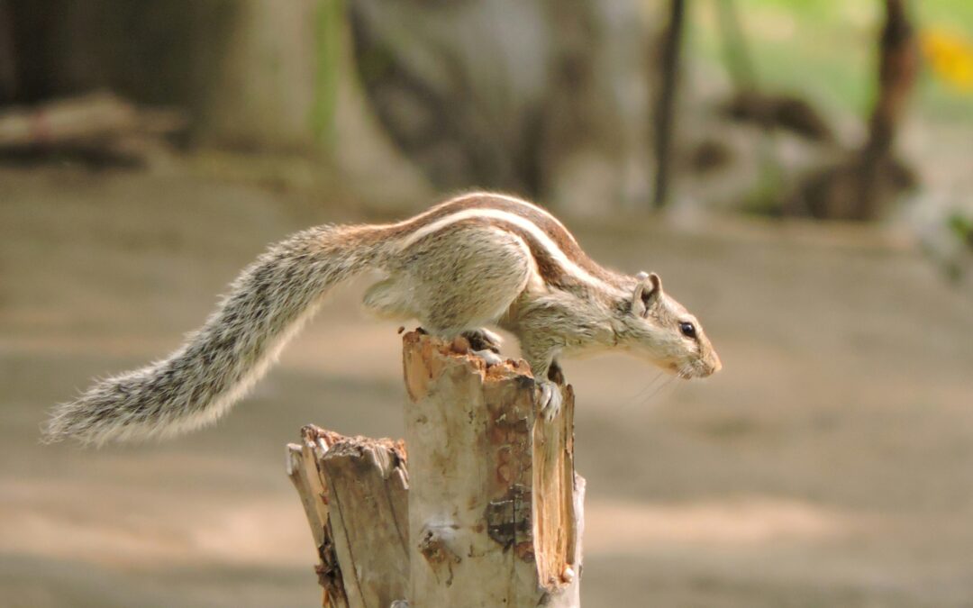Do Squirrels Eat Apples?