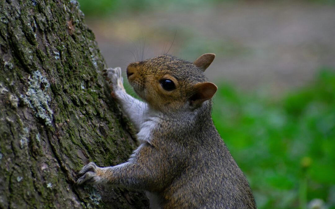 When is Squirrel Season in Georgia?
