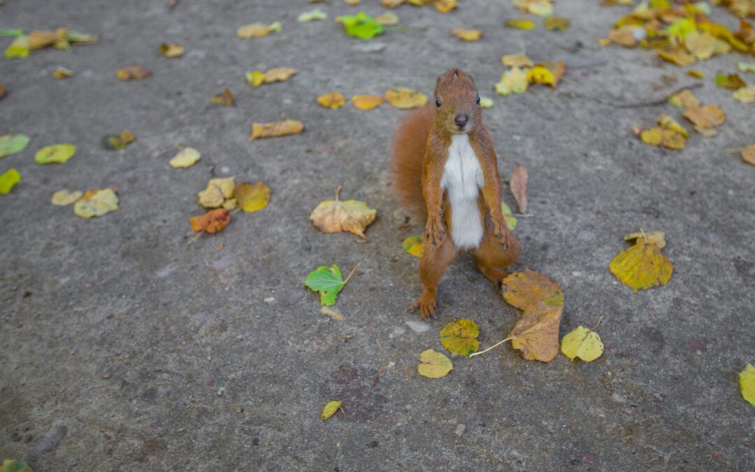 How Fast Is a Squirrel?