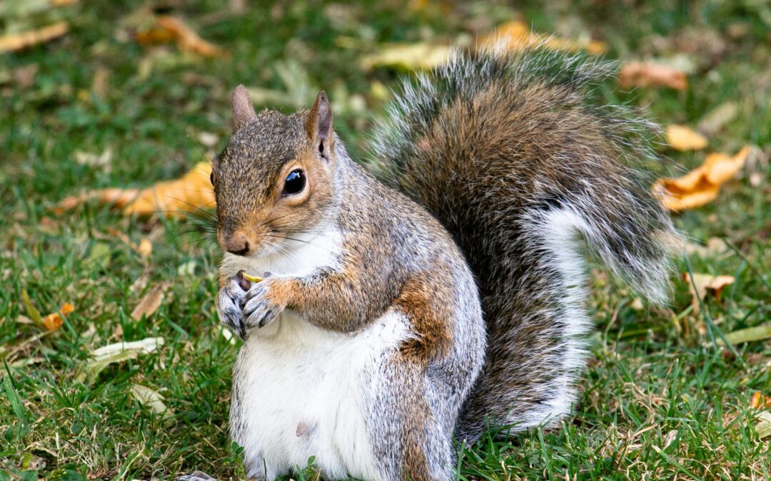 How to Scare Away a Squirrel: