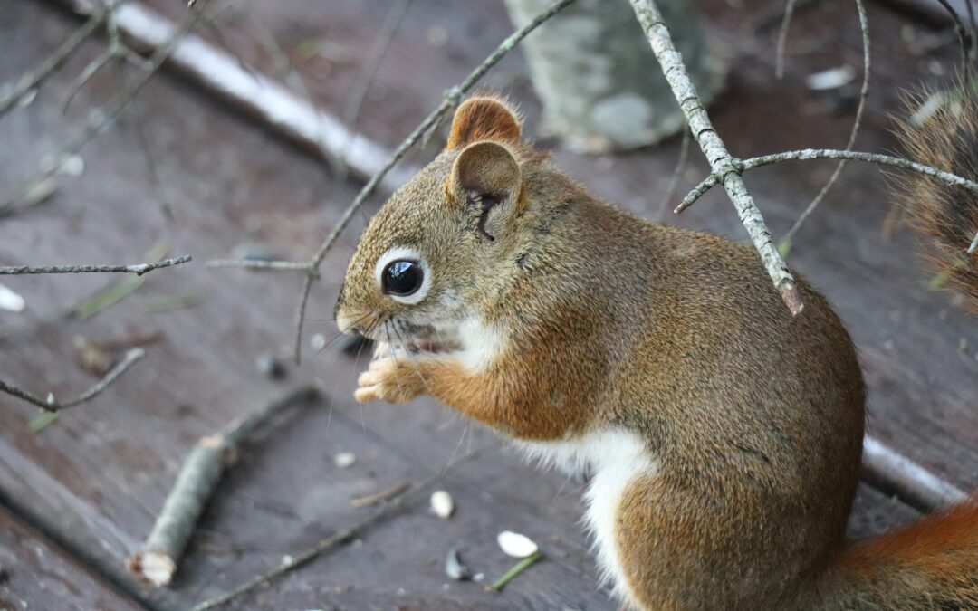 Can Squirrels Carry Rabies