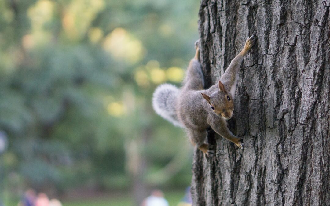 Can Squirrels Eat Dog Food? A Complete Guide
