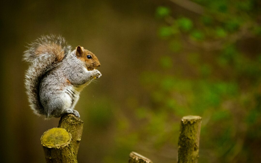 Mixing Nuts vs. No for Squirrels