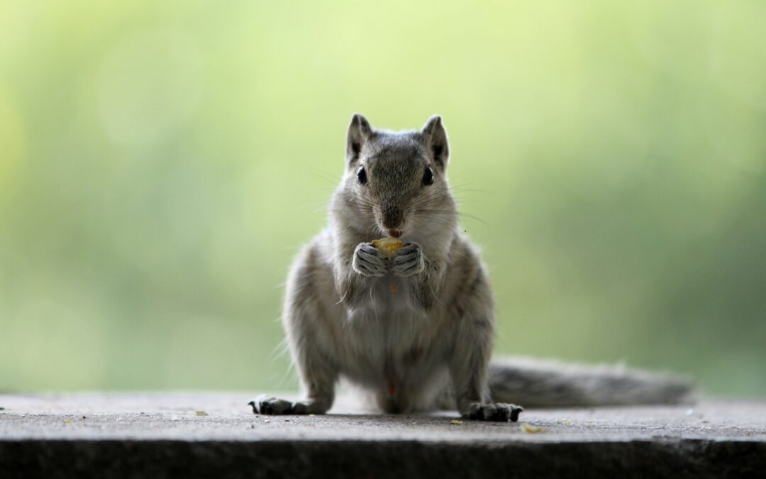 When Does Squirrel Hunting Season Start?