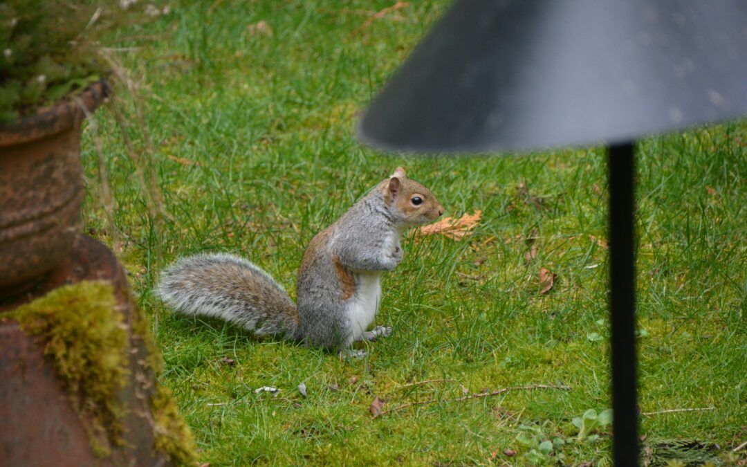 When is Squirrel Season in Mississippi?