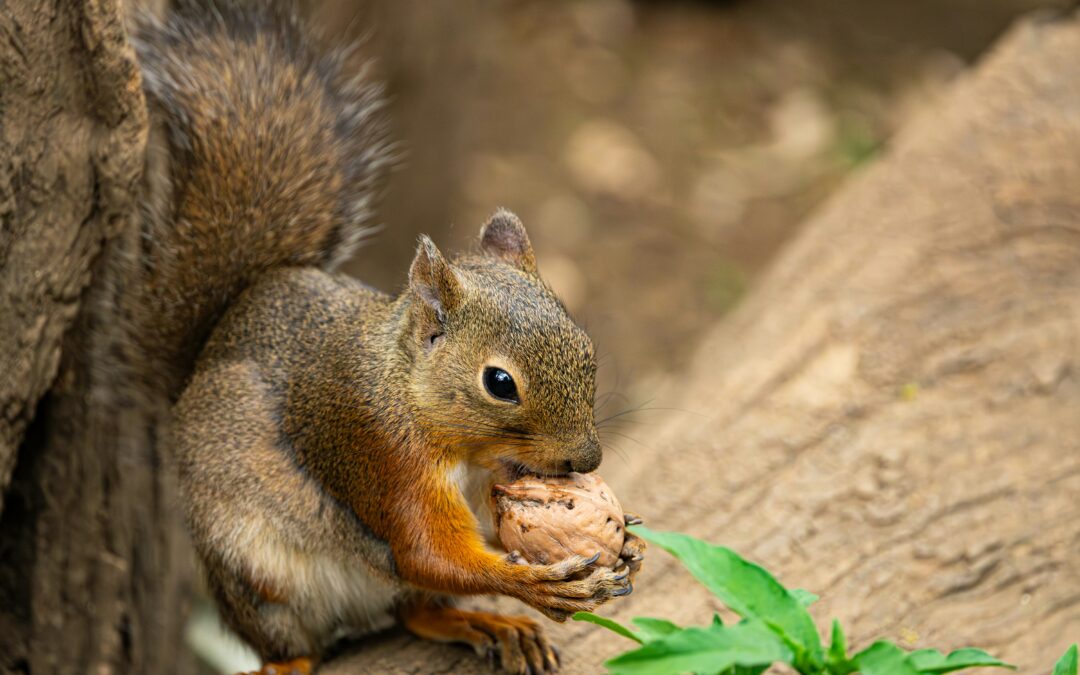 Pecans vs. Pistachios for Squirrels: A Complete Guide