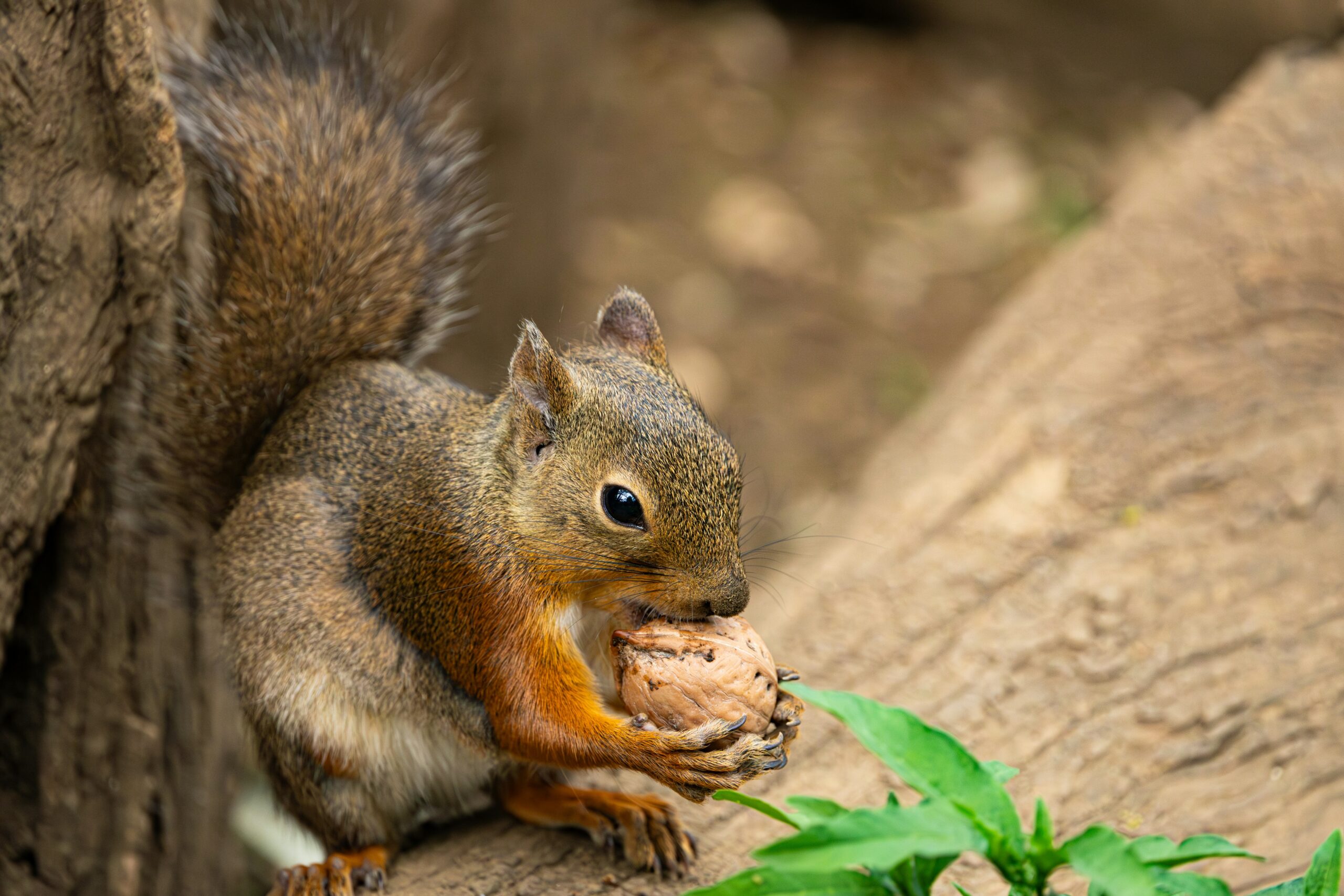 Why Some Yards See More Squirrels Than Others