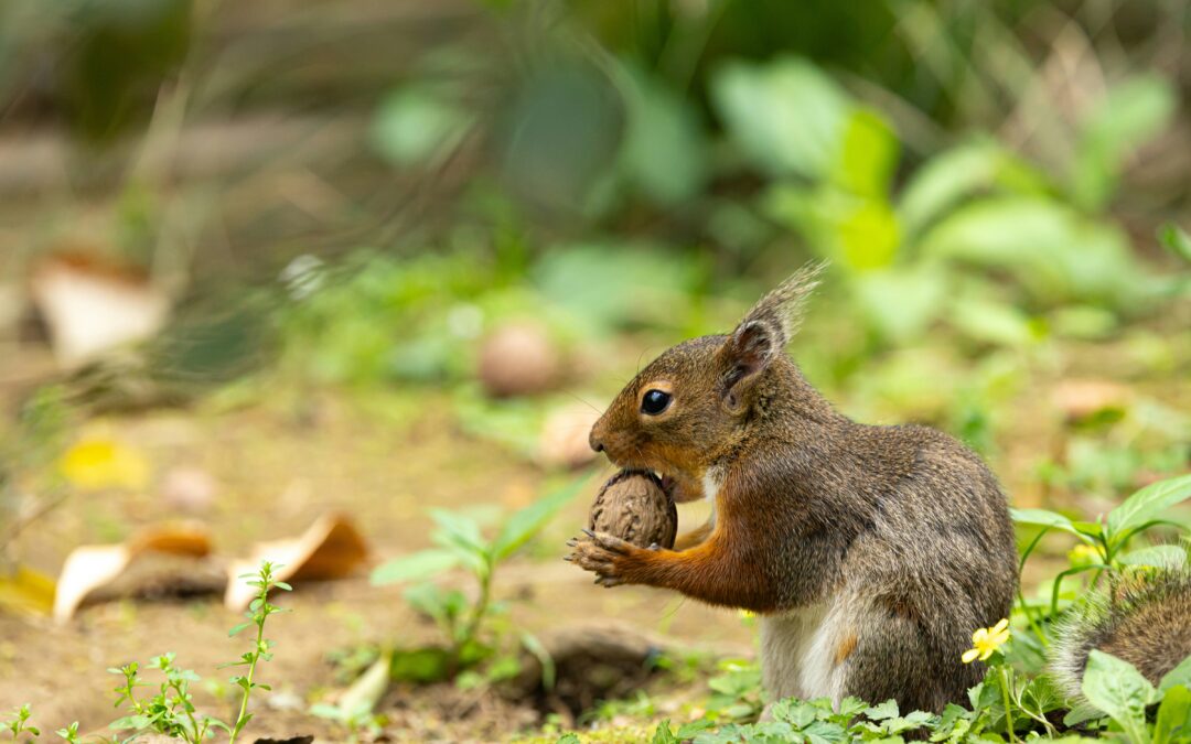 Can Squirrels Eat Pistachios?