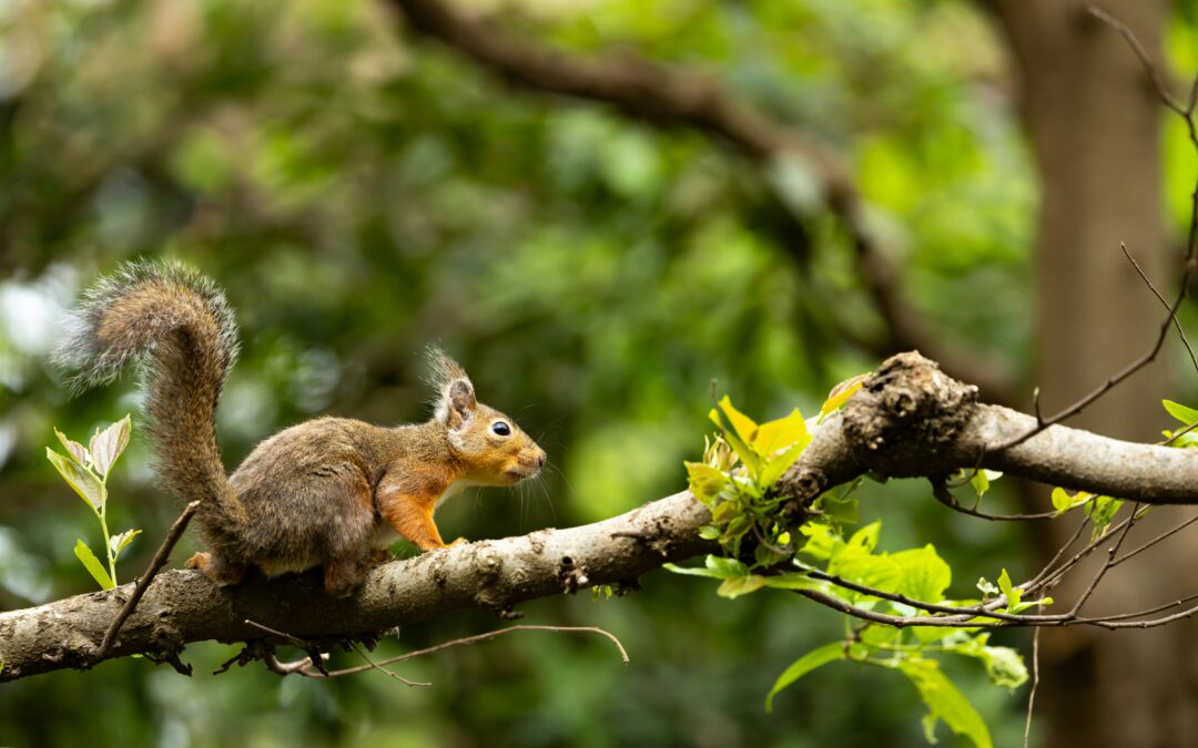 Can Squirrels Be Trained?